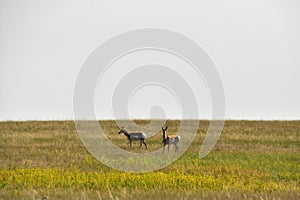 Peninsular Pronghorns Standing on the Plains