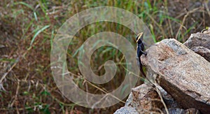 Peninsular Rock Agama - Nilgiris Forest Lizard