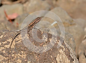 Peninsular rock agama / South Indian rock agama(Psammophilus dorsalis) Female sitting on Rock photo