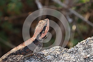 Peninsular Rock Agamas lizard photo