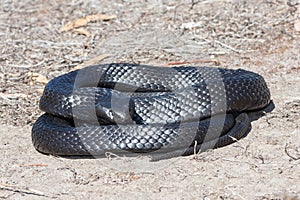Peninsular Tiger Snake photo