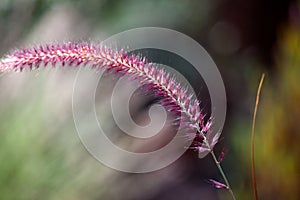 Penisetum: purple ornamental grass plume