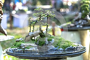 Penjing miniature in a tray