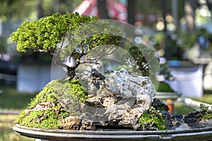 Penjing miniature in a tray