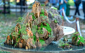 Penjing miniature in a tray