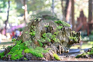 Penjing miniature in a tray