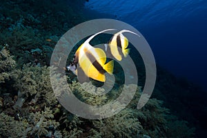 Pennant bannerfish in the red sea