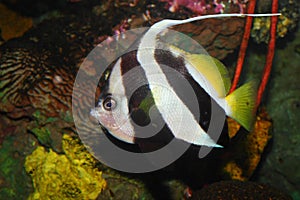 Pennant coral fish photo