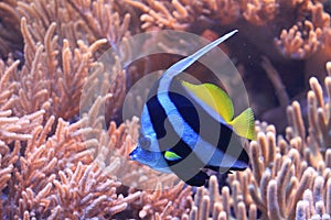 Pennant coralfish