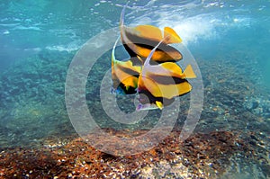 Pennant coralfish or bannerfish