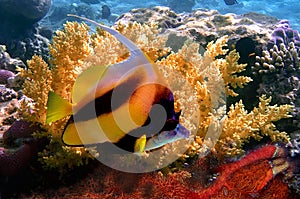 Pennant coralfish bannerfish