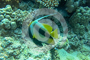 Pennant coralfish in blue water of Red sea. Beautiful underwater scene with coral reef and beauty Heniochus Acuminatus or Longfin