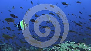 Pennant coralfish in fish soup in ocean near Galapagos islands