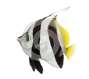 Pennant Coralfish, Heniochus acuminatus,