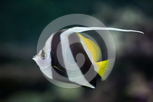 Pennant coralfish (Heniochus acuminatus).