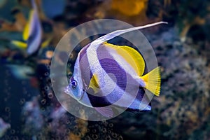 Pennant Coralfish - Heniochus Acuminatus - also known as the Longfin Bannerfish, Reef Bannerfish or Coachman. Fish of