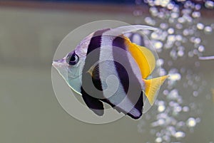 Pennant coralfish Heniochus acuminatus, known as the longfin bannerfish, reef bannerfish or coachman yellow and black stripped.