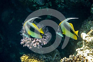 Pennant coralfish Heniochus acuminatus, longfin bannerfish in Red Sea, Egypt. Pair of tropical striped black and yellow fish in