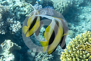 Pennant coralfish Heniochus acuminatus, longfin bannerfish in Red Sea, Egypt. Pair of tropical striped black and yellow fish in