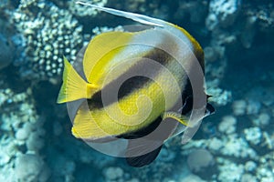Pennant coralfish Heniochus acuminatus, longfin bannerfish in Red Sea, Egypt. Tropical striped black and yellow fish in a coral