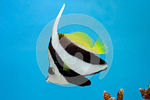 Pennant coralfish or Longfin bannerfish