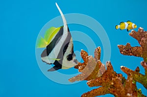 Pennant coralfish or Longfin bannerfish