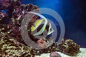 Pennant coralfish swimming with coral reef on background