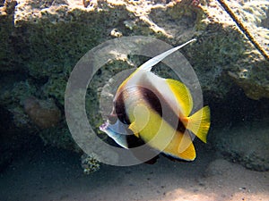 Pennant fish photo