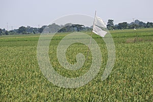 Pennant poles to deter bird pests photo