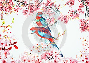 Pennant`s Parakeet in spring