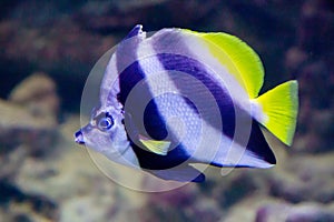 The pennant white butterfly fish (Latin Heniochus acuminatus) with beautiful transverse stripes