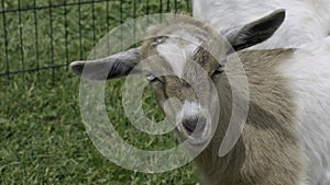 Penned Fainting Goat photo