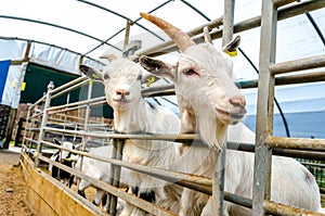 Penned Goats at Farm Visitor Centre photo