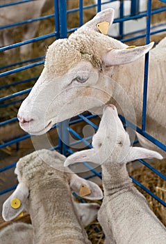 Penned Sheep and Lamb