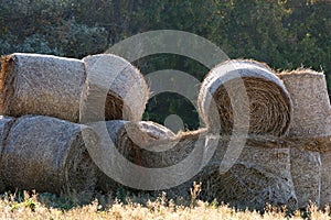 Penned the summer hay to feed the animals at the farm in wint