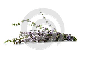 Penniroyal or mentha pulegium herbs isolated on white photo