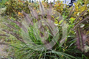 Pennisetum