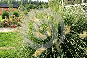 Pennisetum alopecuroide.