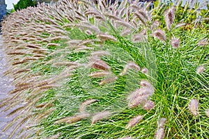 Pennisetum alopecuroides - garden decoration Fountain Grass