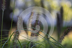 Pennisetum alopecuroides hameln foxtail fountain grass growing in the park, beautiful ornamental autumnal bunch of fountaingrass