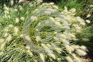 Pennisetum alopecuroides plants