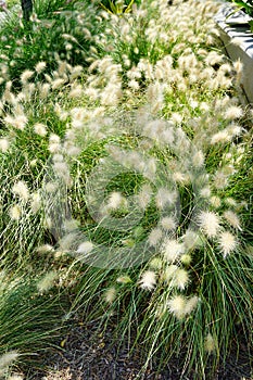 Pennisetum alopecuroides plants