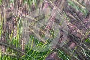 Pennisetum Alopecuroides Red Head, photographed in early autumn with a macro lens at RHS Wisley, Surrey UK.