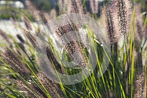 Pennisetum alopecuroides \'Redhead\', Fountain Grass