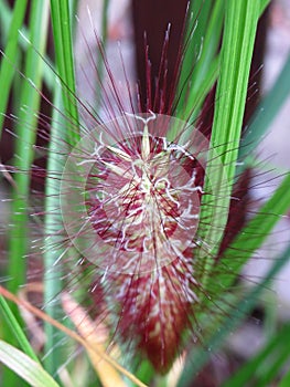 Pennisetum alopecuroides swamp fountain foxtail grass flower macro