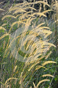 Pennisetum alopecuroides or Swamp foxtail grass