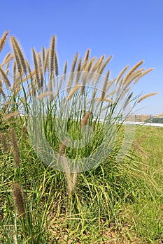 Pennisetum alopecuroides