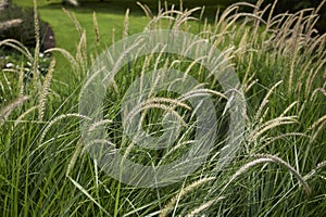 Pennisetum fairy tails