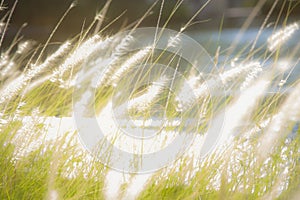 Pennisetum feather grass with sunlight