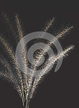 Pennisetum 'Fireworks'